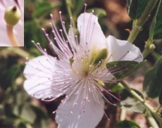 Fleur du c&acirc;prier avec c&acirc;pron
